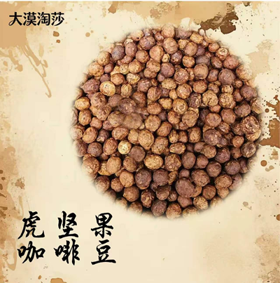 神奇的油莎豆（虎坚果）(图3)