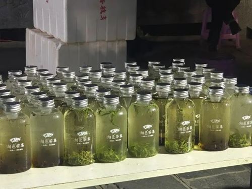 湘超现场湖邑茶集免费送万杯保靖黄金茶新茶饮,引爆湘西茶韵热潮(图8) 湘超现场湖邑茶集免费送万杯保靖黄金茶新茶饮,引爆湘西茶韵热潮(图8)