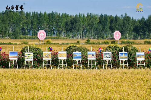 九台贡米新稻开镰 合十农业谱新篇(图1) 九台贡米新稻开镰 合十农业谱新篇(图1)