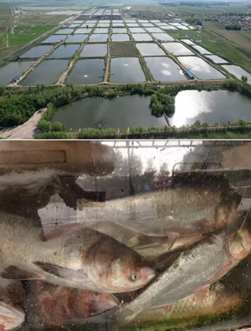 农安县三岗镇永远村:兵支书领航振兴路,特色物产誉乡邻(图7) 农安县三岗镇永远村:兵支书领航振兴路,特色物产誉乡邻(图7)