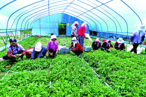 特色产业蓬勃发展 品牌建设成效显著:青海海东特色农业结硕果(图1) 特色产业蓬勃发展 品牌建设成效显著:青海海东特色农业结硕果(图1)