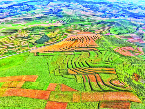 特色产业蓬勃发展 品牌建设成效显著:青海海东特色农业结硕果(图2) 特色产业蓬勃发展 品牌建设成效显著:青海海东特色农业结硕果(图2)