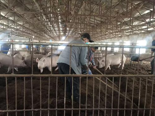 解码吉林省厚德经贸有限公司种猪场的“无抗密码”(图3) 解码吉林省厚德经贸有限公司种猪场的“无抗密码”(图3)